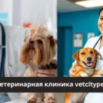 ветеринарная клиника vetcitypets